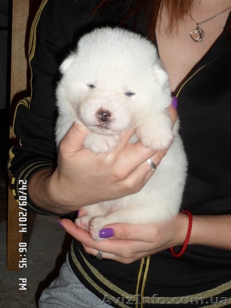 АКИТА-ИНУ щенки - <ro>Изображение</ro><ru>Изображение</ru> #2, <ru>Объявление</ru> #1135328