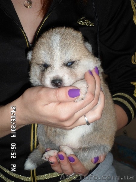 АКИТА-ИНУ щенки - <ro>Изображение</ro><ru>Изображение</ru> #5, <ru>Объявление</ru> #1135328