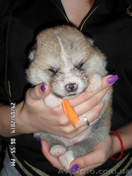 АКИТА-ИНУ щенки - <ro>Изображение</ro><ru>Изображение</ru> #3, <ru>Объявление</ru> #1135328