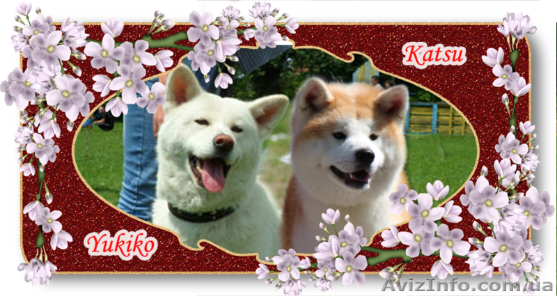 АКИТА-ИНУ щенки - <ro>Изображение</ro><ru>Изображение</ru> #6, <ru>Объявление</ru> #1135328