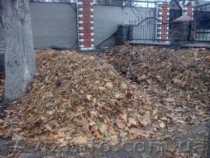 семья червей Старатель - <ro>Изображение</ro><ru>Изображение</ru> #2, <ru>Объявление</ru> #1224922