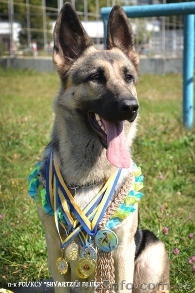 Породные щенки восточноевропейской овчарки! - <ro>Изображение</ro><ru>Изображение</ru> #3, <ru>Объявление</ru> #1216777