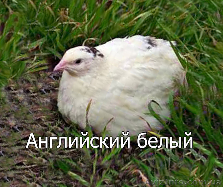 Мы реализуем инкубационные яйца перепела породы  Английский белый  - <ro>Изображение</ro><ru>Изображение</ru> #2, <ru>Объявление</ru> #1255422