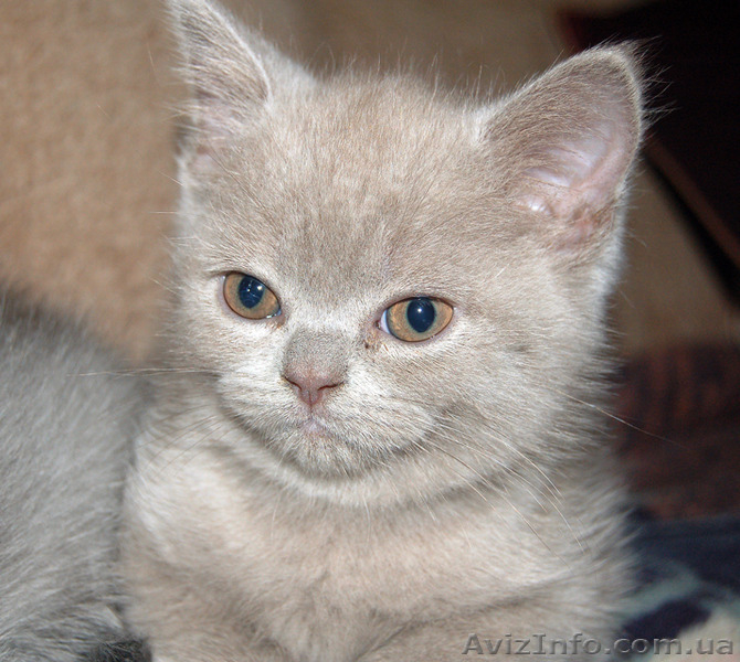 Продаются  вислоухие котята - <ro>Изображение</ro><ru>Изображение</ru> #1, <ru>Объявление</ru> #1279659