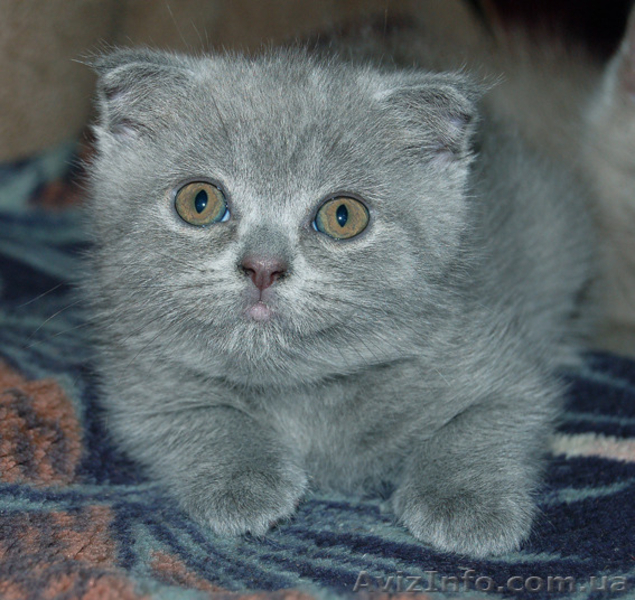 Продаются  вислоухие котята - <ro>Изображение</ro><ru>Изображение</ru> #4, <ru>Объявление</ru> #1279659