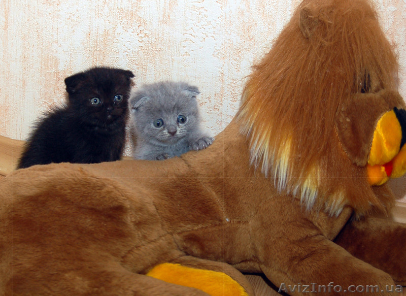 Продаются  вислоухие котята - <ro>Изображение</ro><ru>Изображение</ru> #3, <ru>Объявление</ru> #1279659