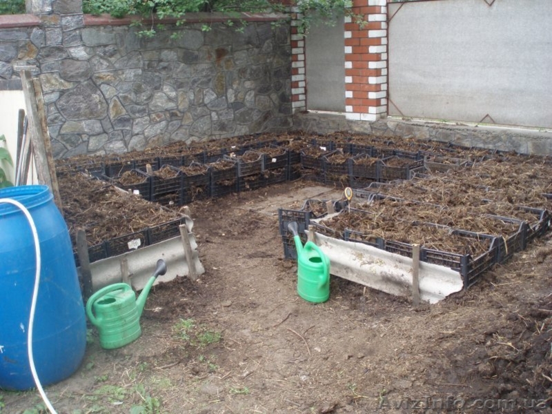 семья червей Старатель - <ro>Изображение</ro><ru>Изображение</ru> #3, <ru>Объявление</ru> #1224922