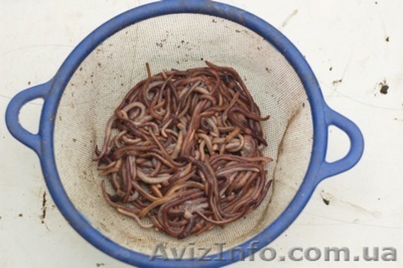  Компания  БИОПЛЮС продает недорого  маточное поголовье  червя - <ro>Изображение</ro><ru>Изображение</ru> #2, <ru>Объявление</ru> #1291393