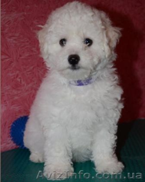 Продаю чистопородных щенков Бишон-Фризе.  - <ro>Изображение</ro><ru>Изображение</ru> #3, <ru>Объявление</ru> #1349976