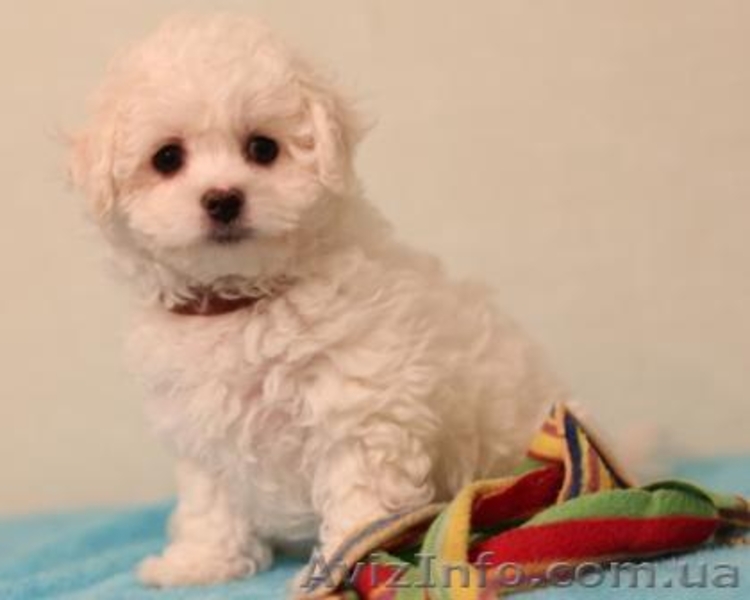 Продаю чистопородных щенков Бишон-Фризе.  - <ro>Изображение</ro><ru>Изображение</ru> #1, <ru>Объявление</ru> #1349976