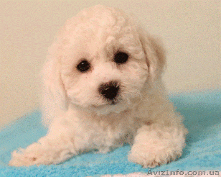 Продаю чистопородных щенков Бишон-Фризе.  - <ro>Изображение</ro><ru>Изображение</ru> #2, <ru>Объявление</ru> #1349976