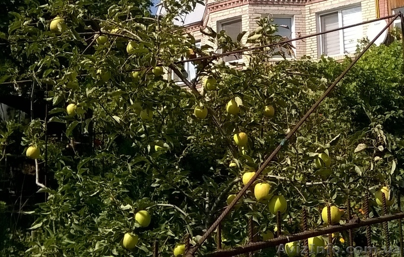 Обрезка сада, виноградника, уход, посадка, консультации - <ro>Изображение</ro><ru>Изображение</ru> #2, <ru>Объявление</ru> #1533095