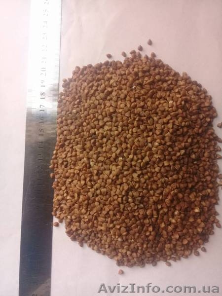 Гречка від виробника ГОСТ  5550-74 - <ro>Изображение</ro><ru>Изображение</ru> #1, <ru>Объявление</ru> #1596963