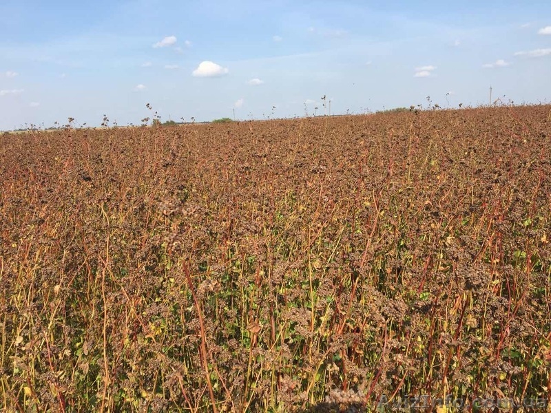 Продам насіння канадської гречки "ГРЕНБІ", гречка - <ro>Изображение</ro><ru>Изображение</ru> #1, <ru>Объявление</ru> #1614161