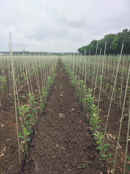 Опоры, колышки из композитных материалов POLYARM для растений от производителя  - <ro>Изображение</ro><ru>Изображение</ru> #2, <ru>Объявление</ru> #1709887