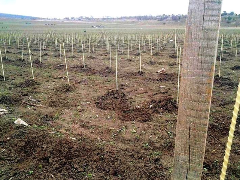 Опоры, колышки из композитных материалов POLYARM для растений от производителя  - <ro>Изображение</ro><ru>Изображение</ru> #5, <ru>Объявление</ru> #1709887