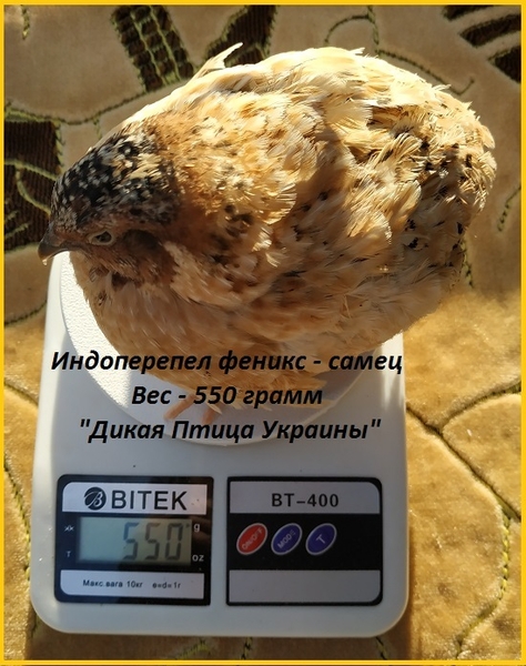 Инкубационные яйца перепела Феникс Золотистый - (селекция Франции). - <ro>Изображение</ro><ru>Изображение</ru> #3, <ru>Объявление</ru> #1711191