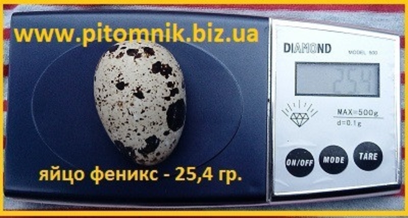 Инкубационные яйца перепела Феникс Золотистый - (селекция Франции). - <ro>Изображение</ro><ru>Изображение</ru> #4, <ru>Объявление</ru> #1711191