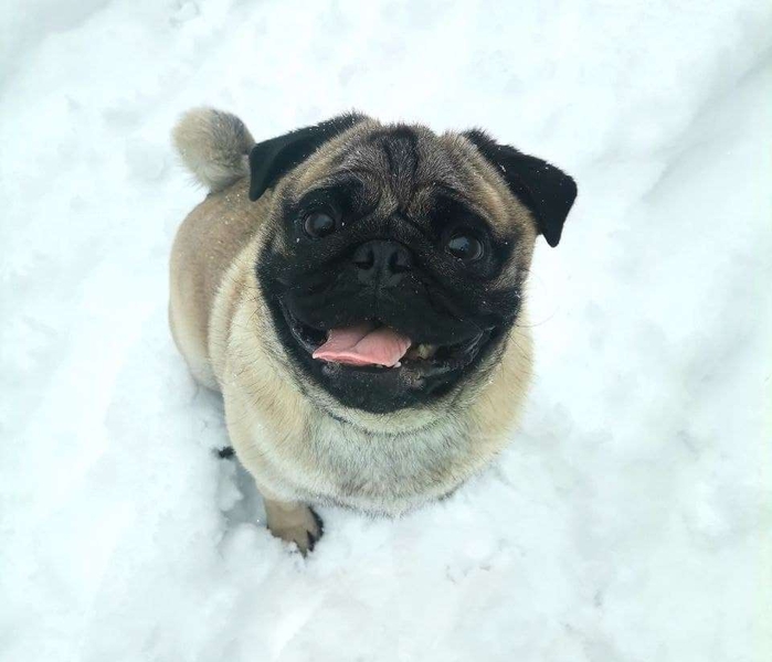 Мопс. Запрошуєм на в`язку. - <ro>Изображение</ro><ru>Изображение</ru> #4, <ru>Объявление</ru> #1720562